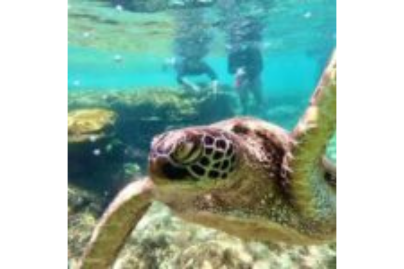 家族で楽しめるアポ島シュノーケリング体験